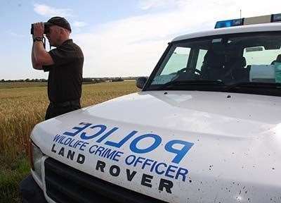 Reports of hare coursing have fallen Picture: Stock