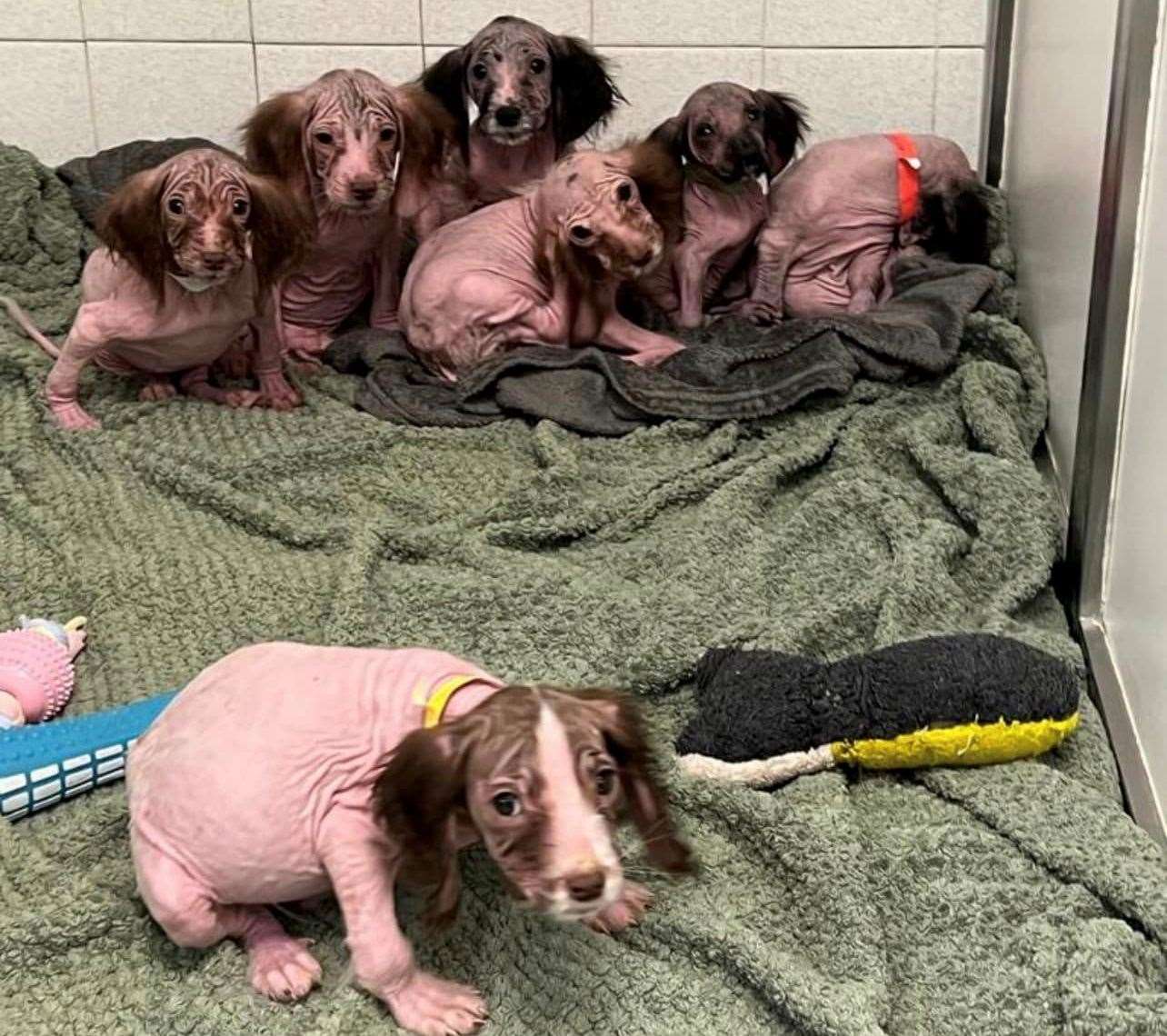 The litter of seven were found dumped in a field in Swanley. Picture: New Hope Animal Rescue