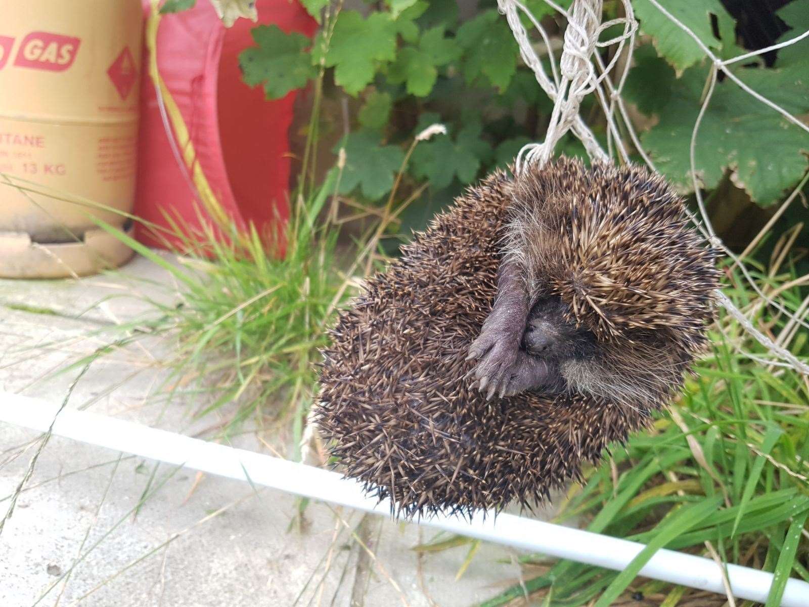 The RSPCA warn this is 'hectic hedgehog' month