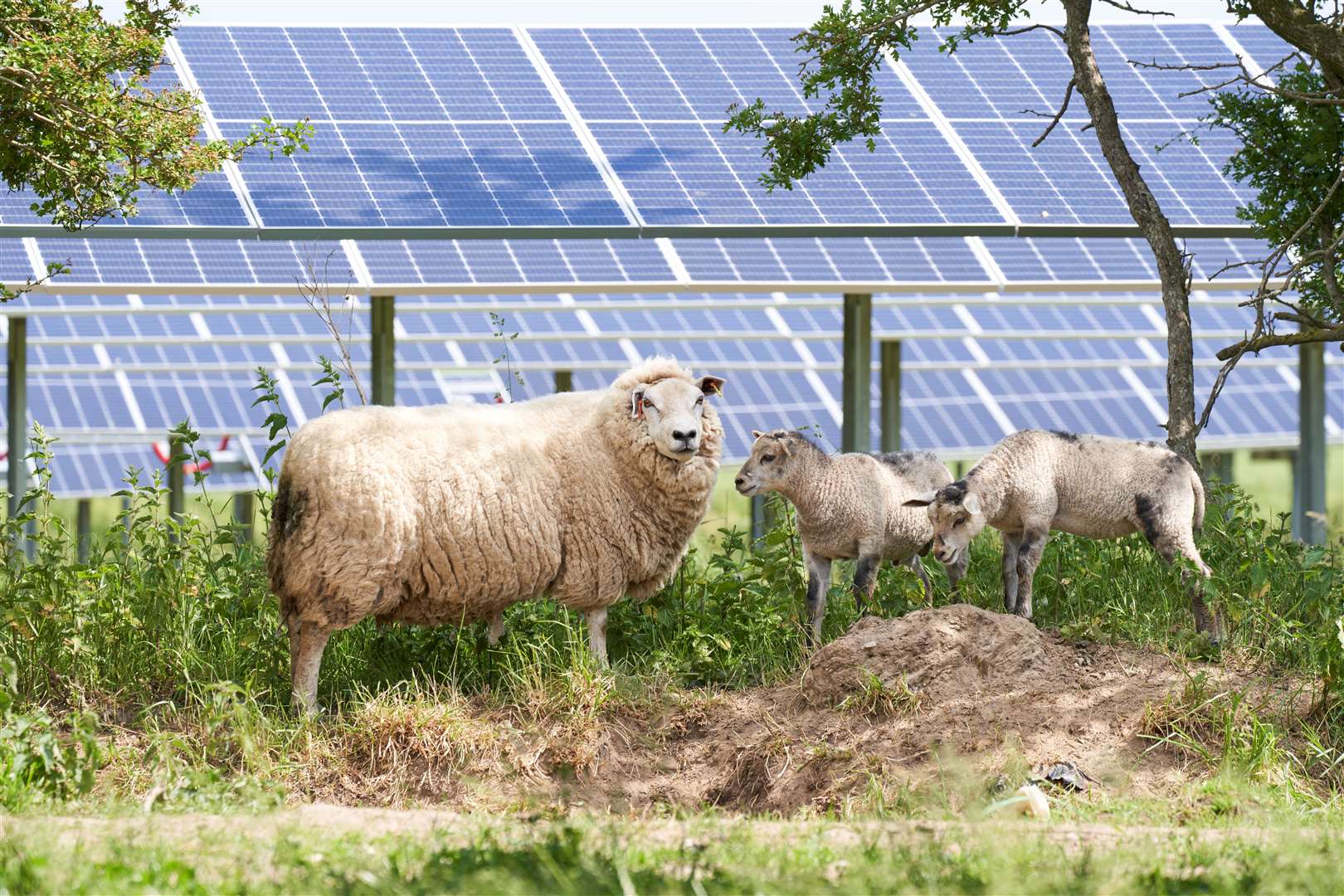 Sheep grazing around the solar panels on one of Renewable Connections existing solar farms
