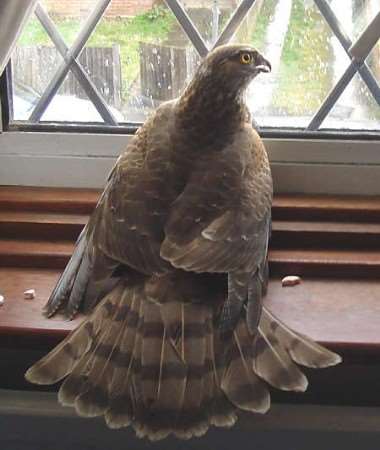 Mr Coomber managed to photograph the female sparrowhawk before releasing it