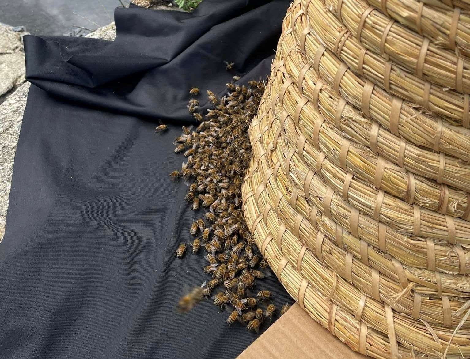The swarm of bees being collected from Westgate Towers in Canterbury. Picture: Michael Cox