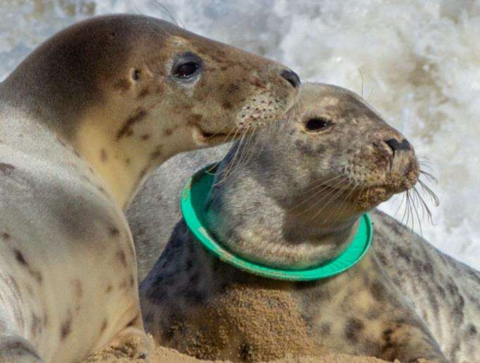 This seal was found with a frisbee around its neck, Glenn Mingham