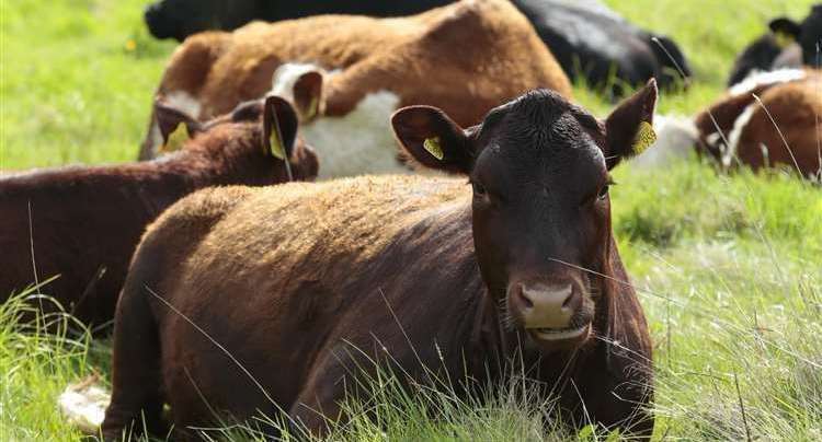 A cow in Kent has tested positive for bluetongue. Picture: Stock image