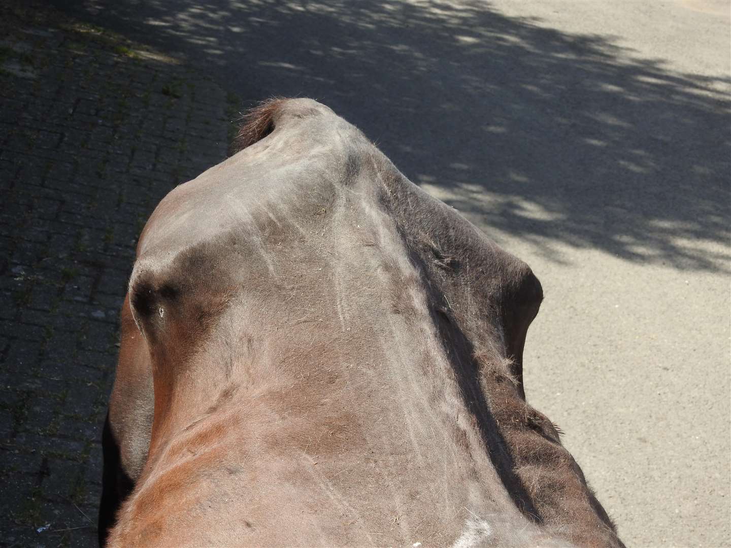 The horse was extremely malnourished and may not pull through despite treatment (2672968)