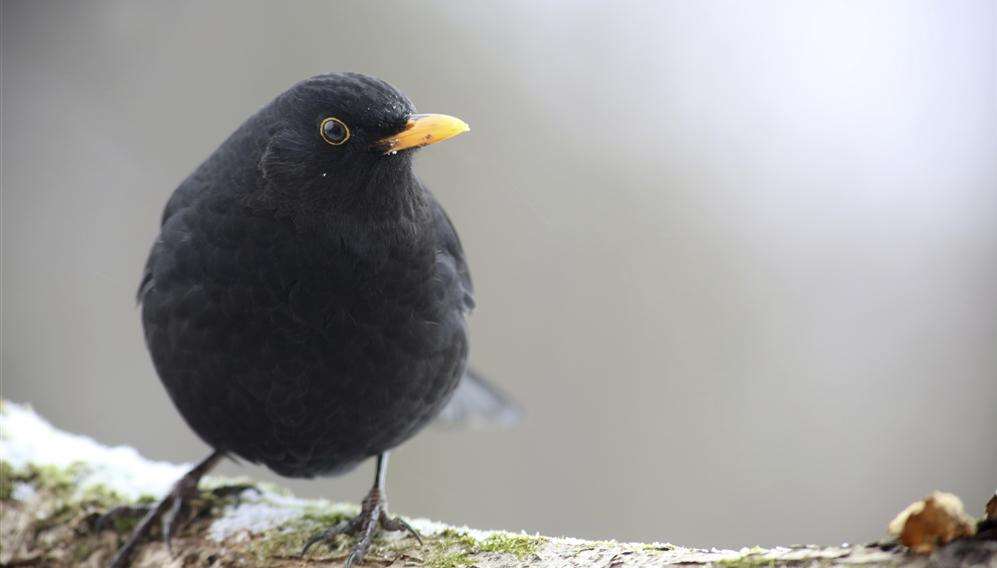 Blackbirds are common in Kent