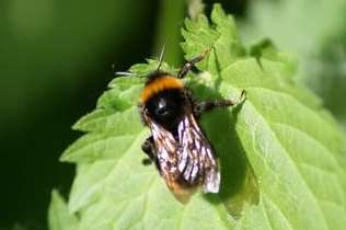 The bumble bee is a common sight in Kent, but the short-haired variety disappeared two decades ago