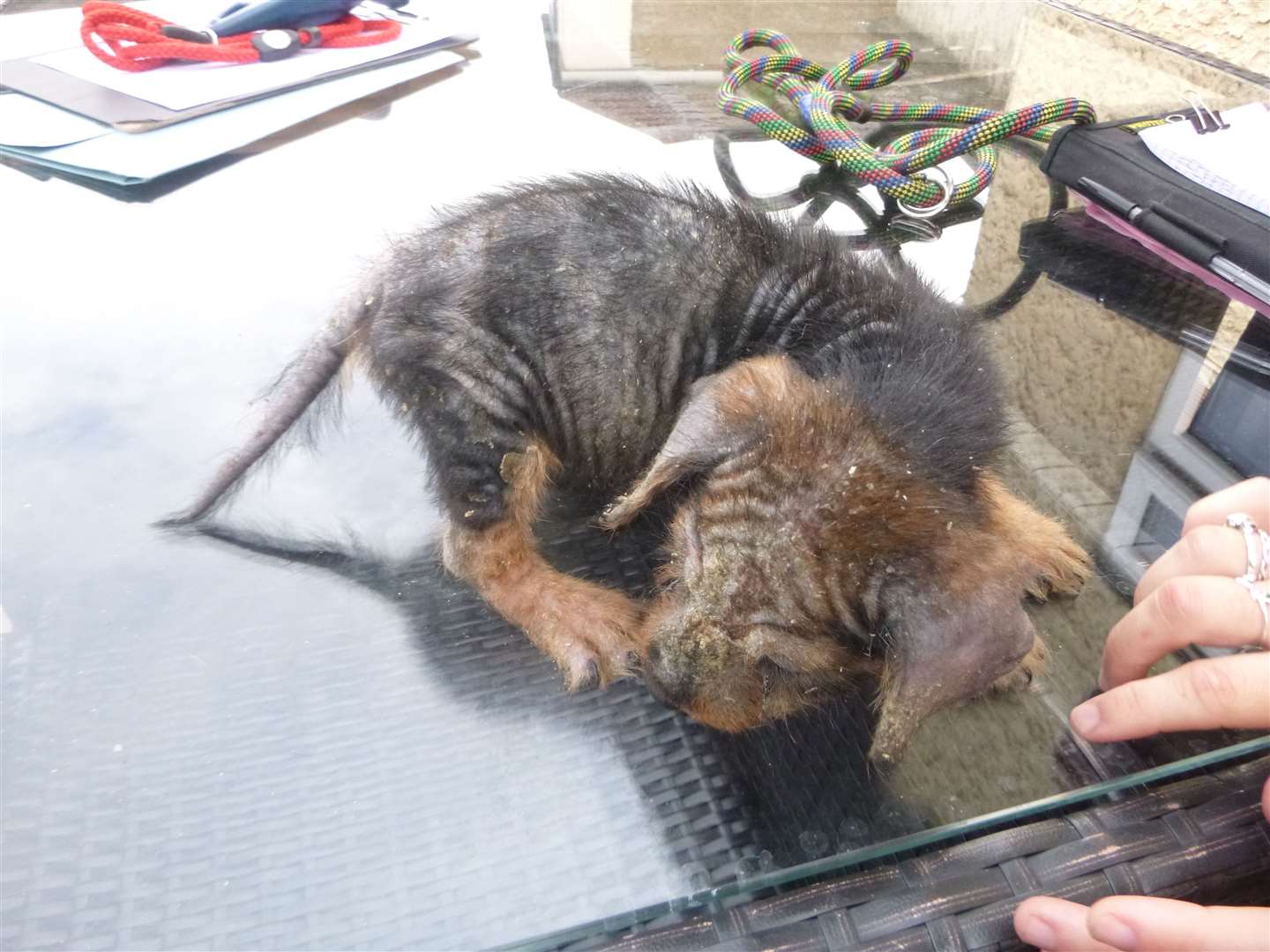 The dachshund puppy when it was found