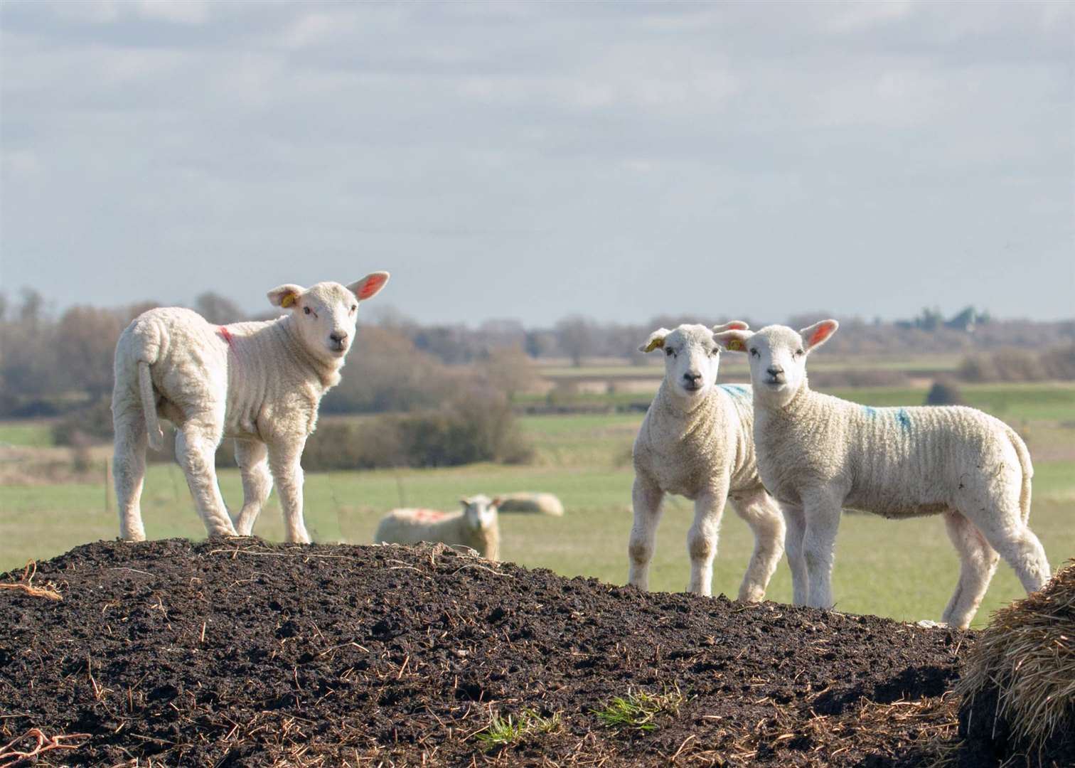 The lambs were stolen from a field in Chartham Hatch. Stock picture