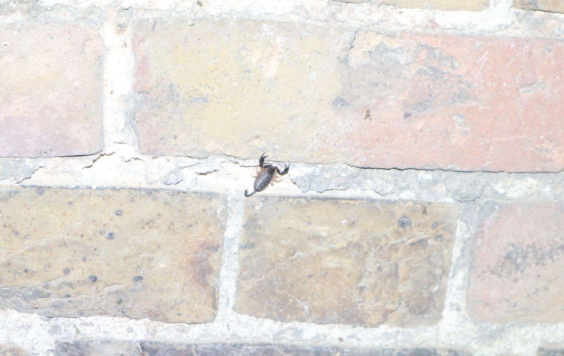 Scorpion caught by camera flash at Blue Town, Sheerness. Picture: John Nurden
