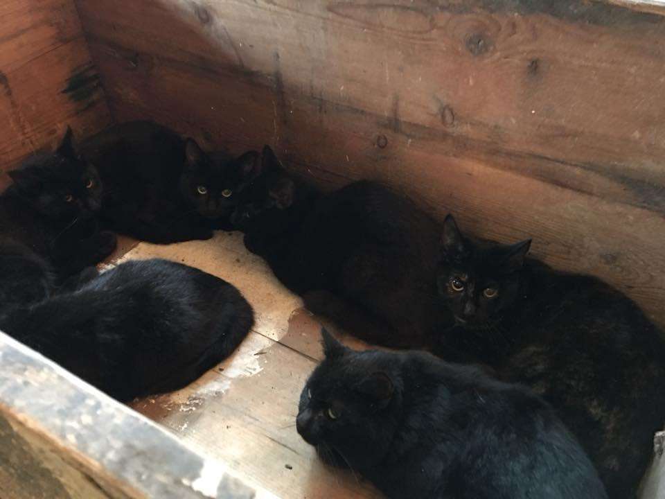 The cats were found dumped in a box in February near Tunbridge Wells (3030763)