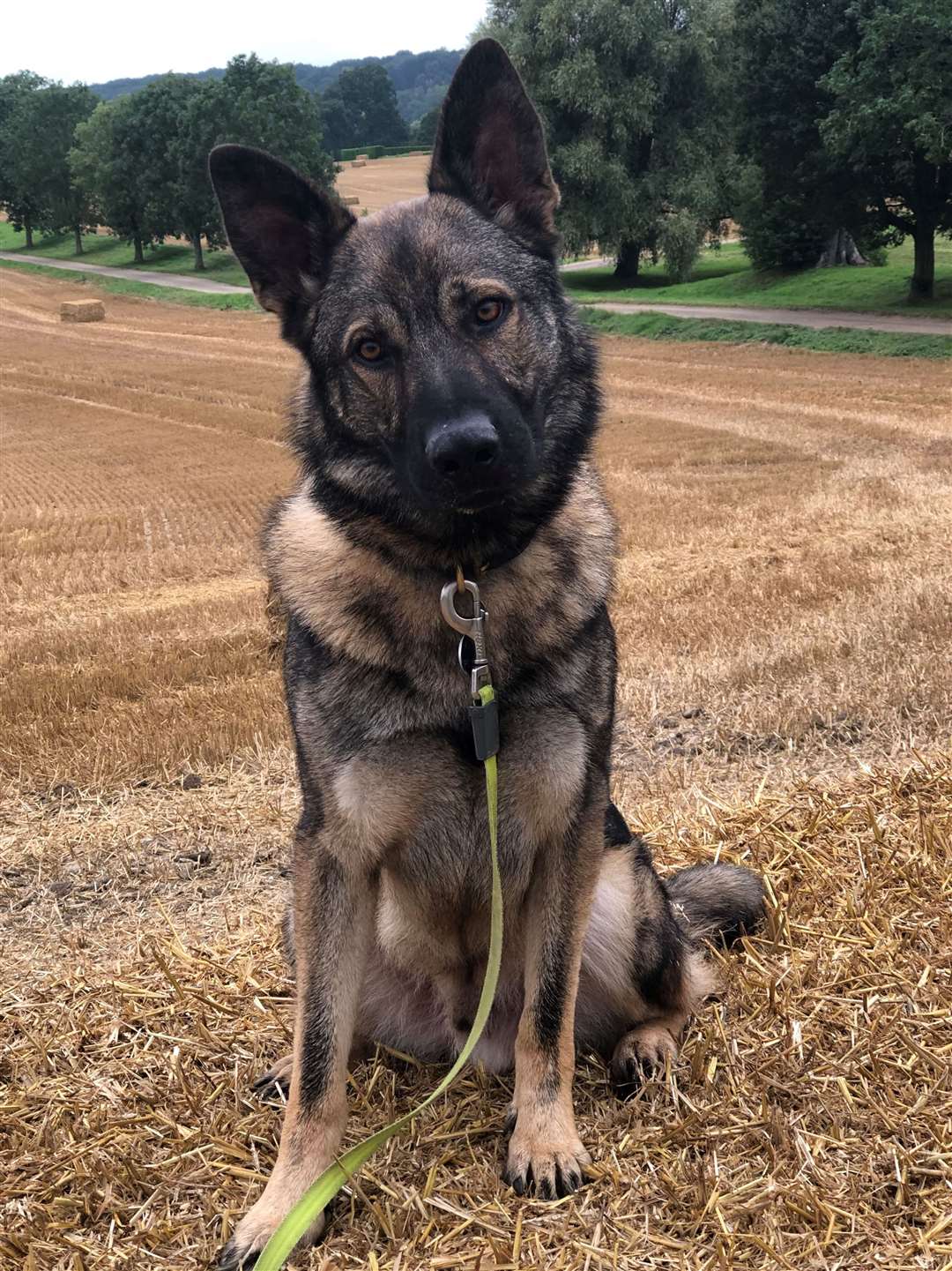 Police dog Biggy helped track down a metal thief in Larkfield. Image from Kent Police