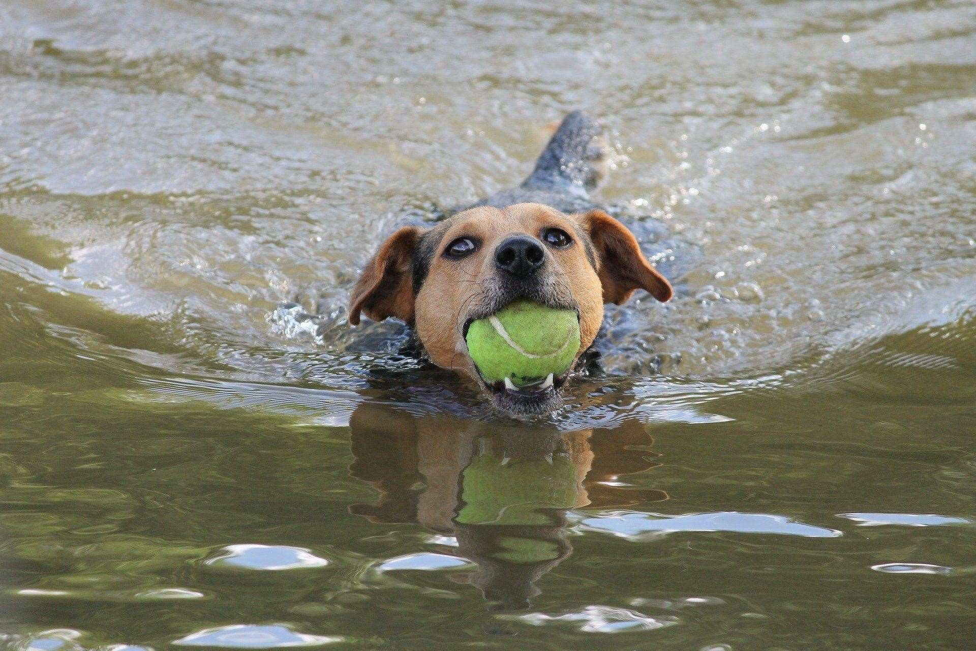Not all dogs are confident swimmers