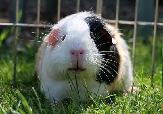 Guinea pigs may need moving around the garden as the sun moves to ensure they remain in the shade