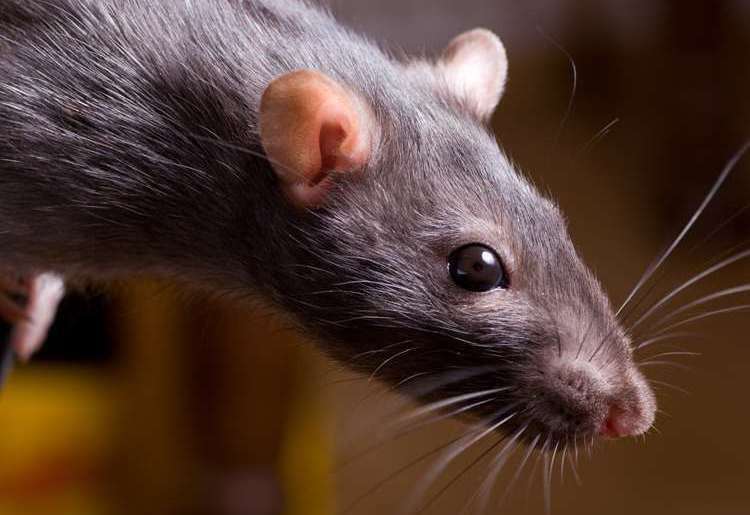 A rat was found inside the restaurant's Strood branch. Picture: Library image
