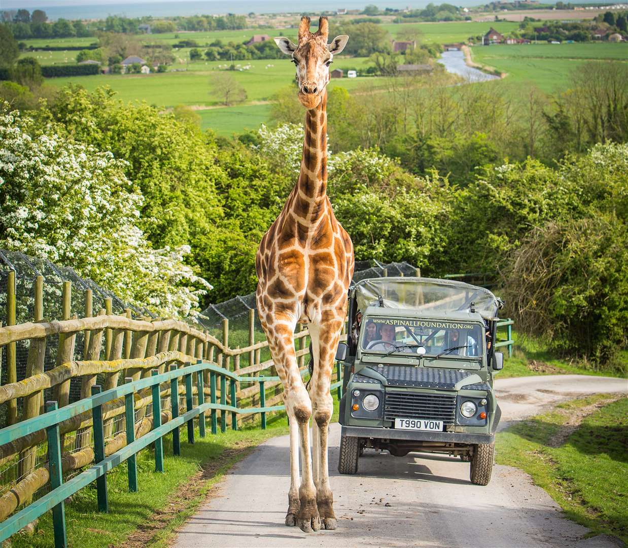 Meet some of the world's most amazing animals in the safari park. Picture: Port Lympne Reserve