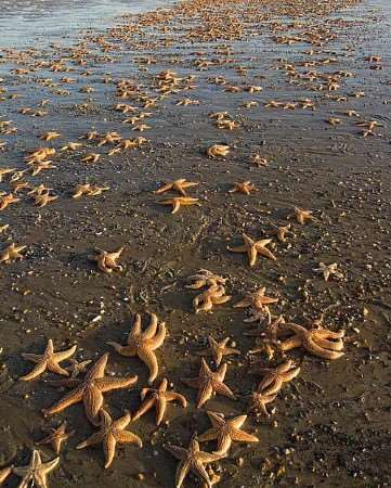 The thousands of dead starfish washed up on the beach in Sandwich Bay.