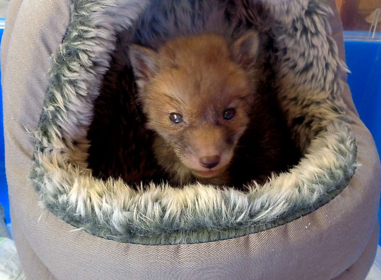 The fox is thought to be four to five-weeks-old. Picture: RSPCA/SWNS.com