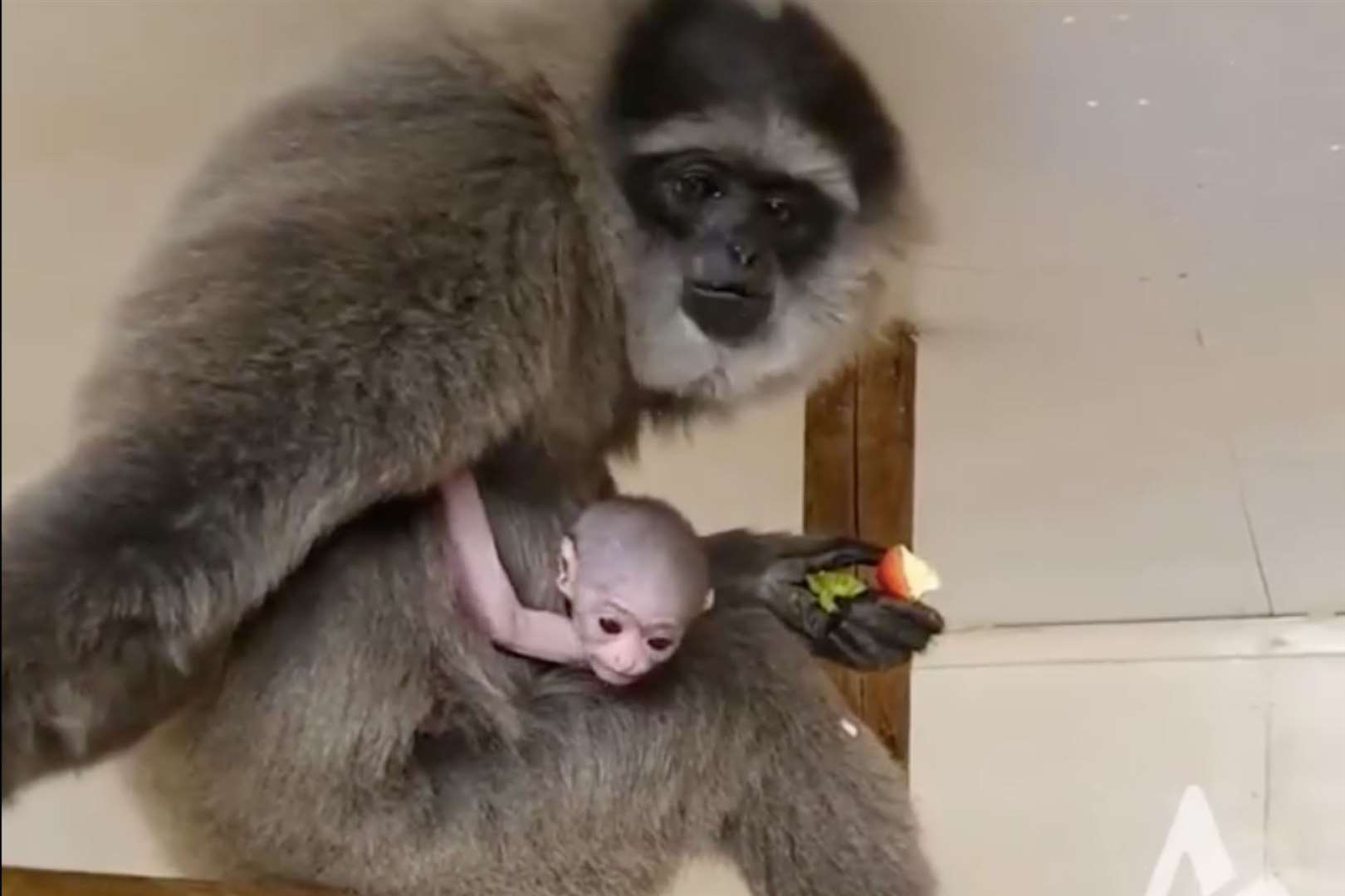 Tiga the baby gibbon was born earlier this year. Photo: Port Lympne