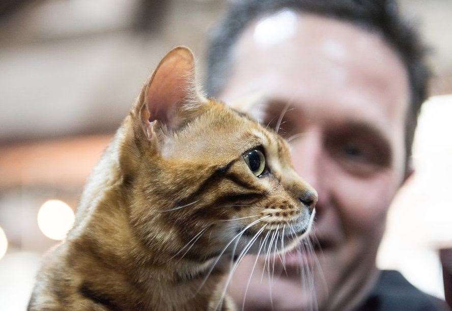 LondonCats International Cat Show coming to Maidstone ...