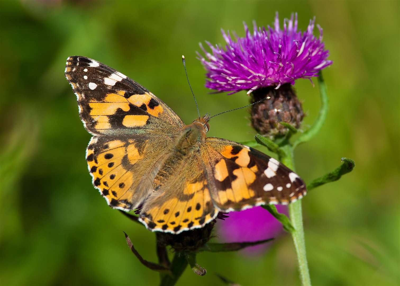 More than half of Britain's butterfly species are in trouble