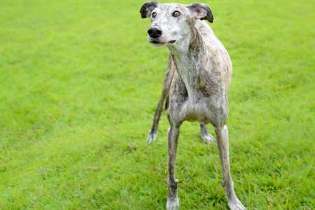 Greyhound Dougal, similar to this one pictured, was killed during a beach walk