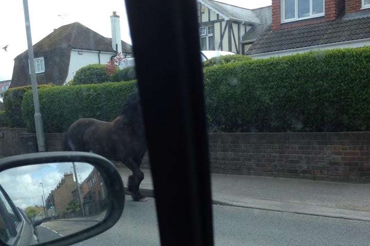 A horse was running around Bapchild (Photo: Louise Suntah)