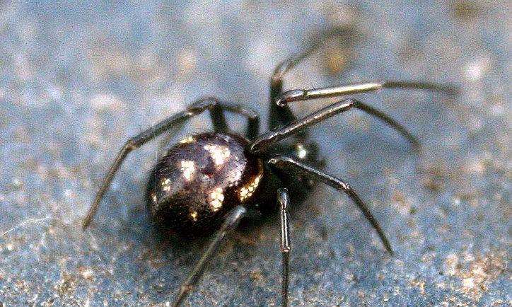 A false black widow spider