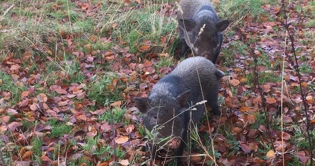 Thought to be wild boar piglets, the small pigs have taken an interest to walkers. Pic: Christine Burnett