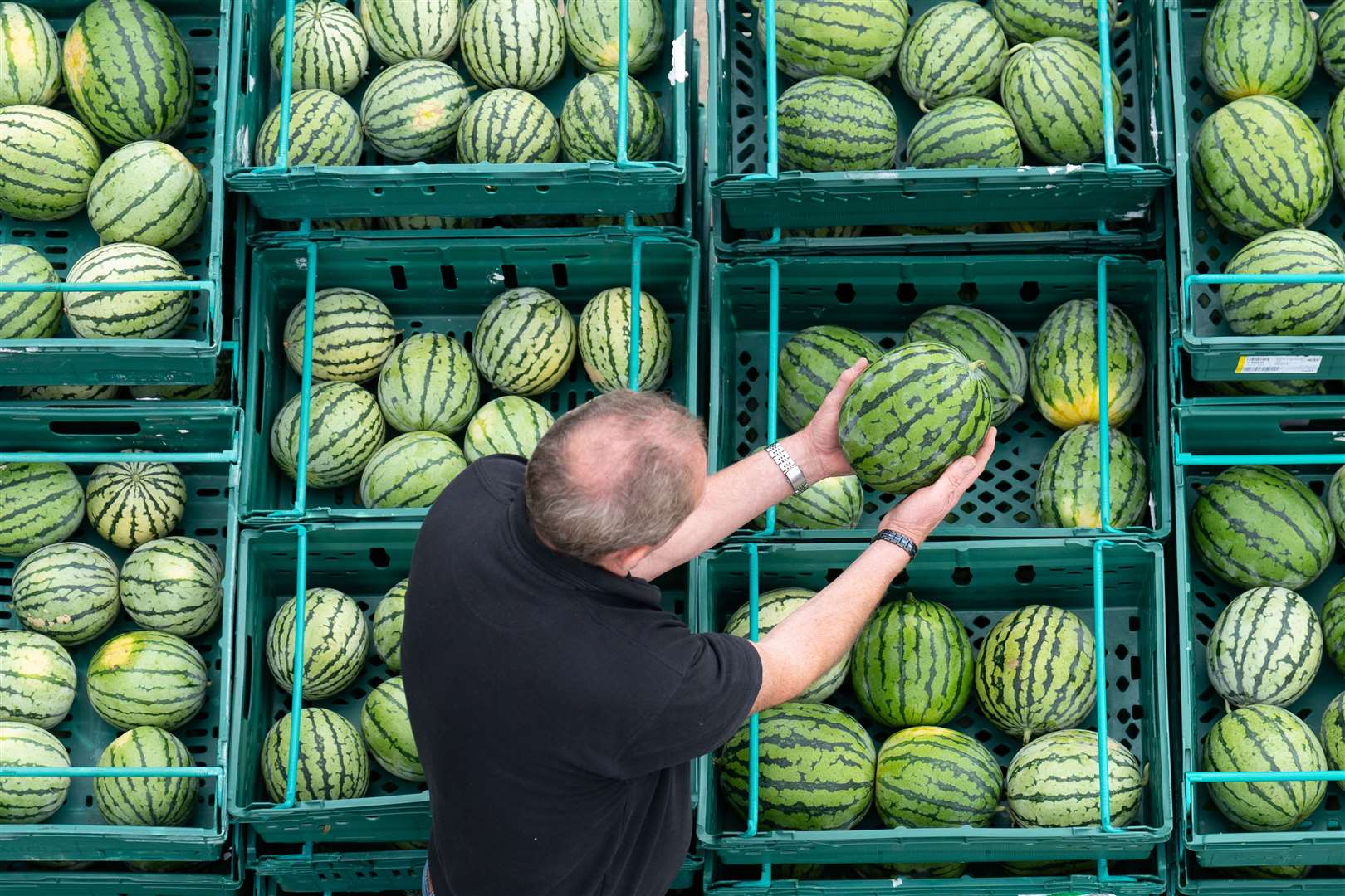 Nick Molesworth tending to his watermelons (Joe Giddens/PA)