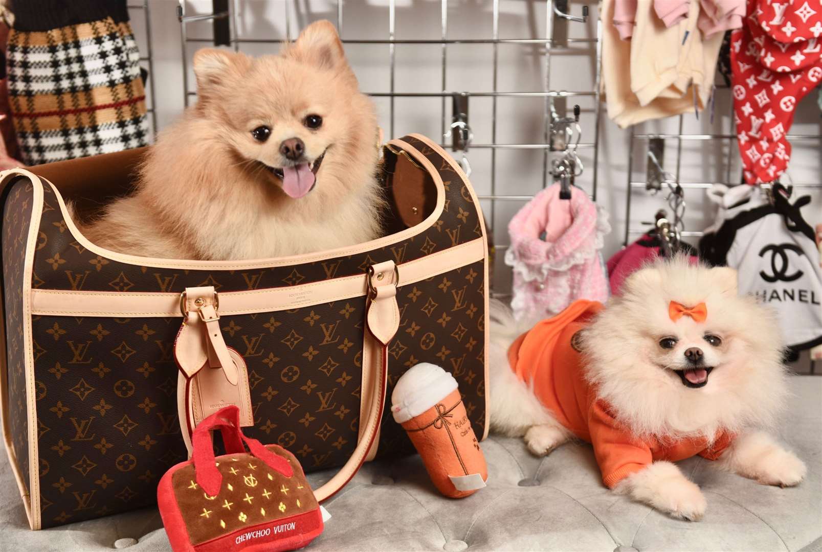 Louis Vuitton', 'Prada' and 'Christian Dior' for dogs at Ro & Friends  boutique in Ashford