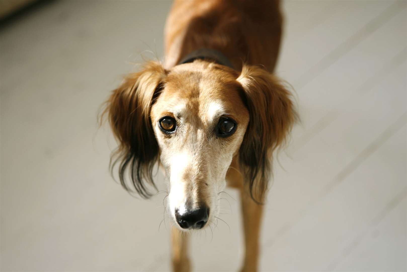 The dog involved was a Saluki. Stock image