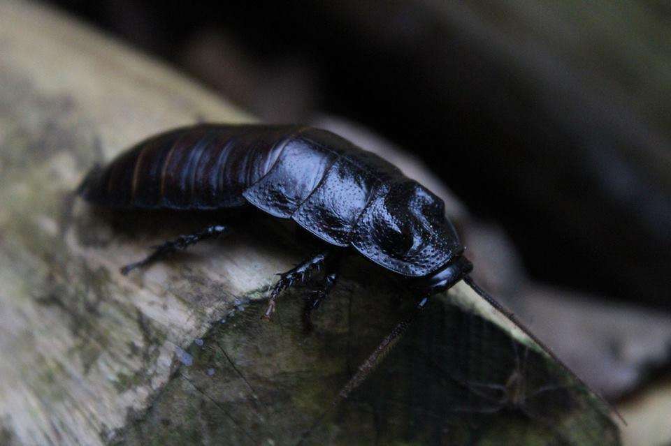 A Valentine's cockroach at the Hemsley Conservation Centre
