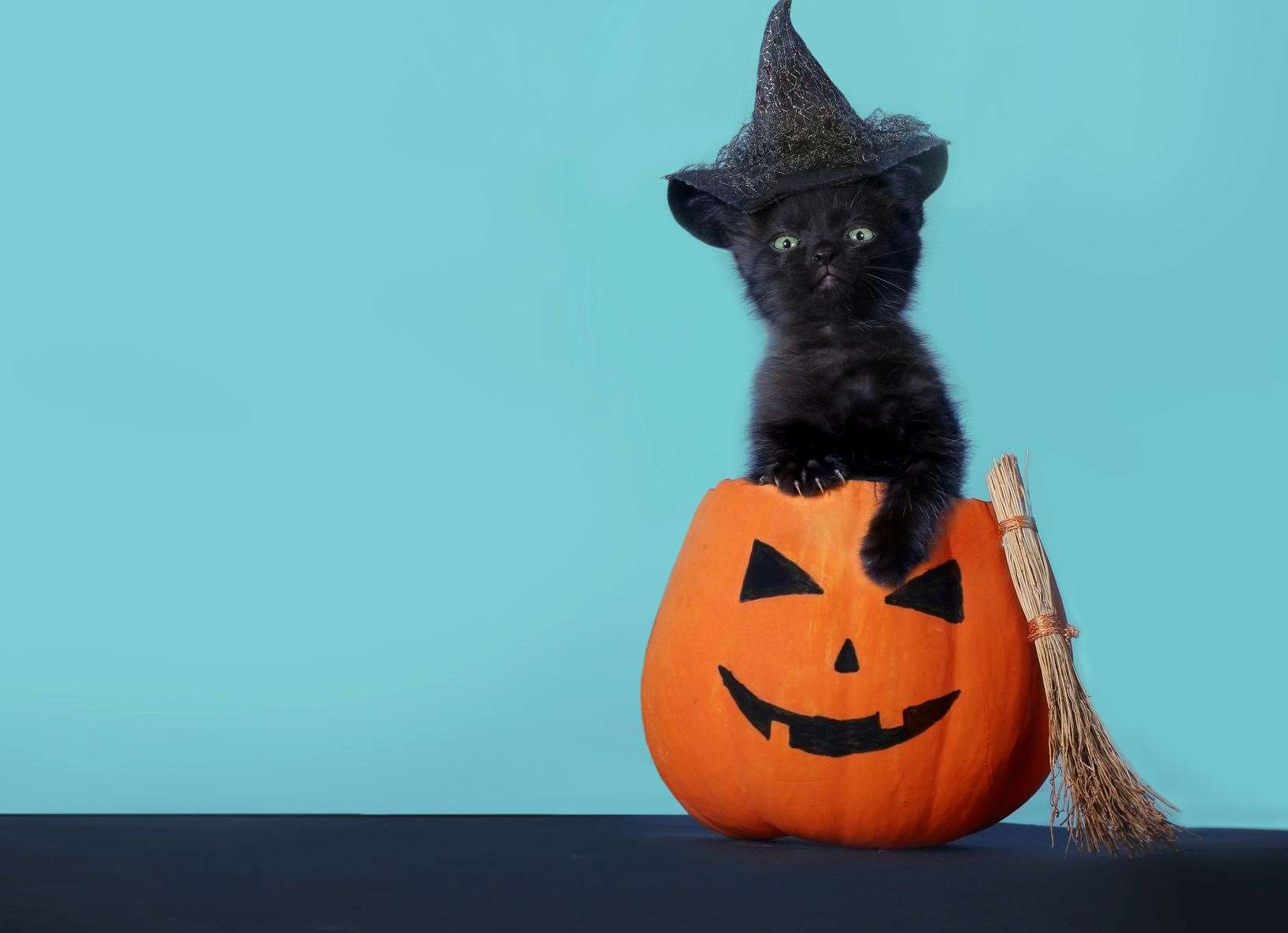 Black cats are often passed over at rescues because of superstitions they are unlucky and associated with witchcraft. Picture: iStock