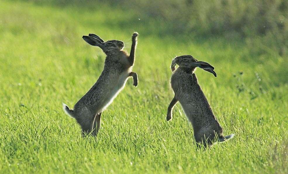 Brown hare boxing in the fields Picture: Robert Canis