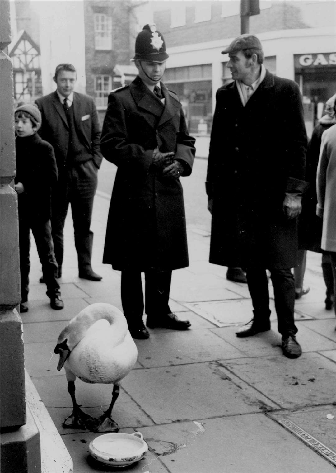 This swan, frightened by canoeists on the River Stour in Canterbury in April 1970, caused chaos when it dropped into the main street until it was ushered to the safety of the pavement. The swan was collected by the RSPCA and later restored to the river