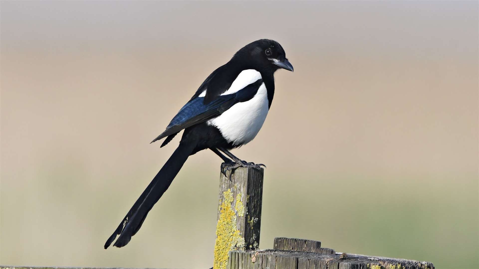 You might well spot a magpie Picture: RSPB/Richard Brooks