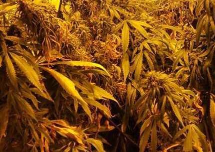 The cannabis farm was uncovered in an abandoned bank Stock picture