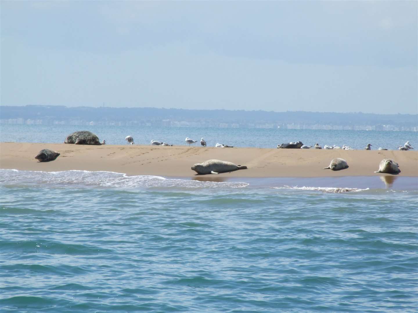 Seals on the Sands: Picture: John Brooks