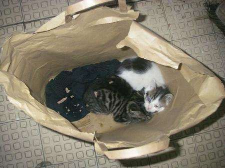 Two kittens are found dumped on the steps of a Cliftonville hotel