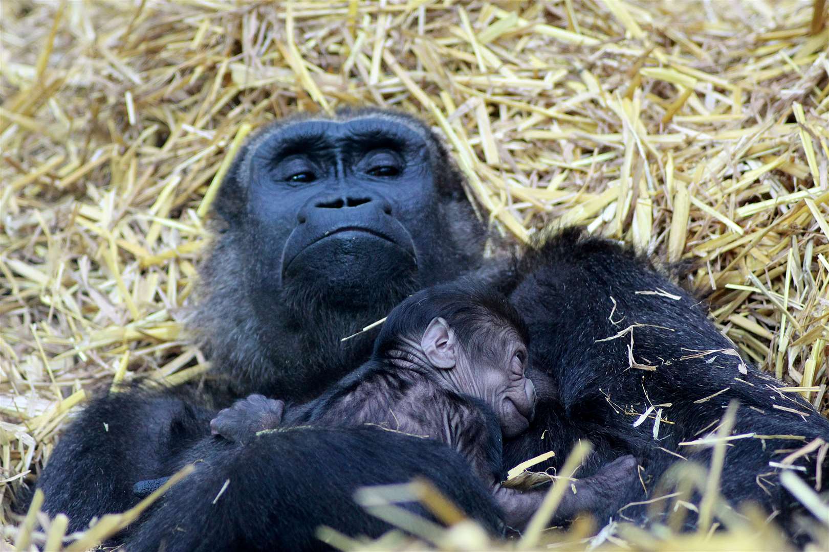 The mum is being very protective of her newborn. Photo credit: Leanne Smith