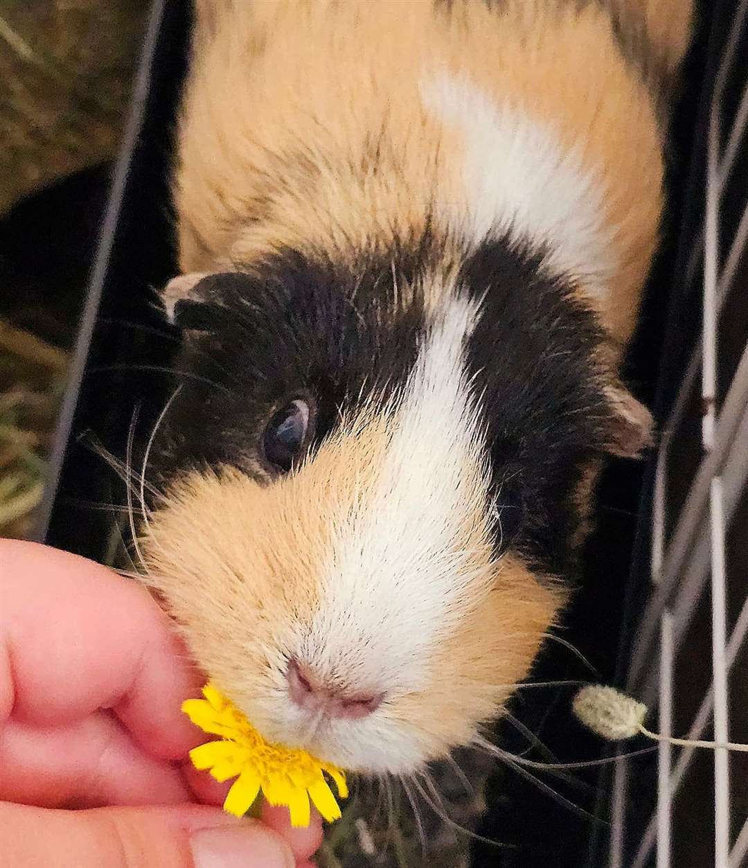 Emma Edwards' rescue guinea pig Cappuccino is eight