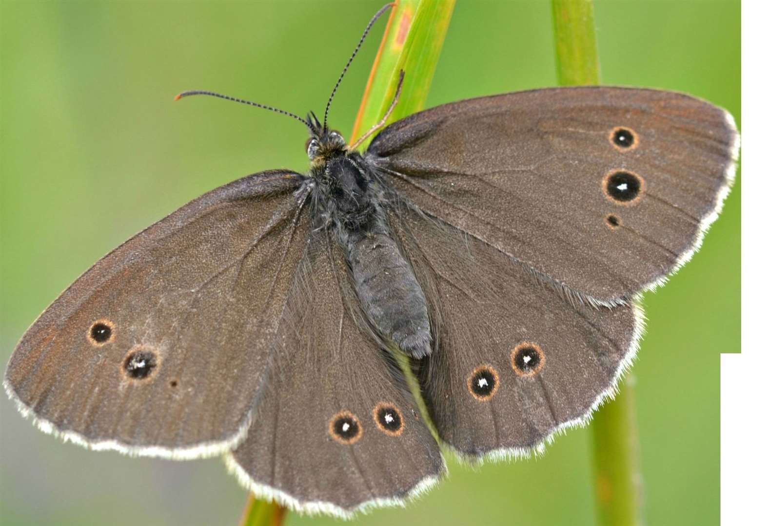 The ringlet butterfly