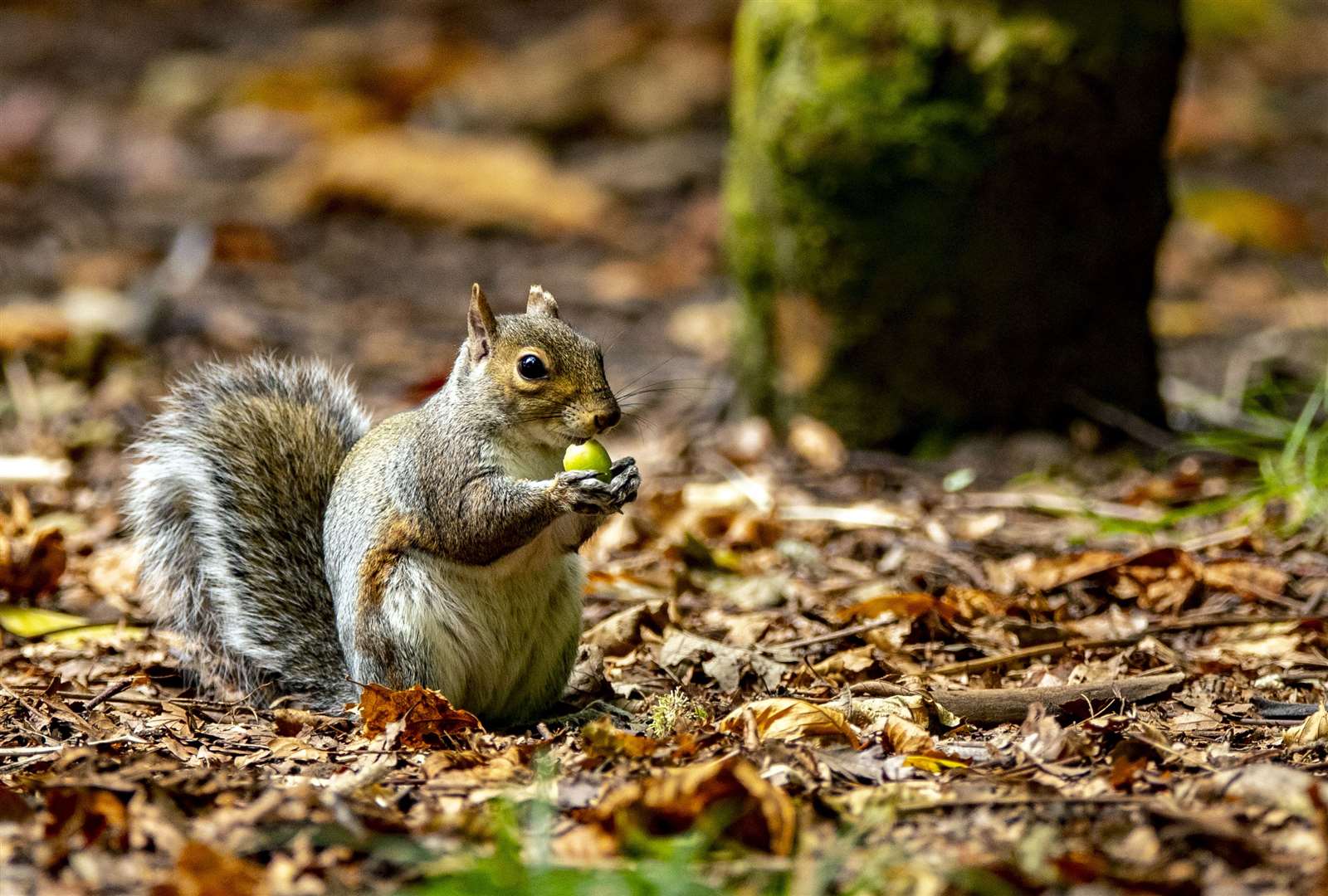Grey squirrels were brought to Britain from North America in the 1870s and are blamed for the disappearance of native red squirrels (Peter Byrne/PA)