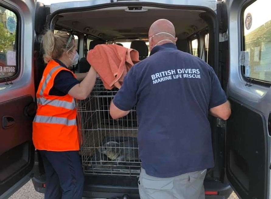 The seal was rescued by volunteers. Picture: Kent Wildlife Rescue Service