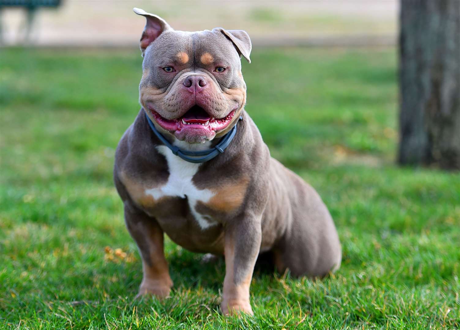 The XL Bully breed is now subject to tough new rules. Image: iStock.