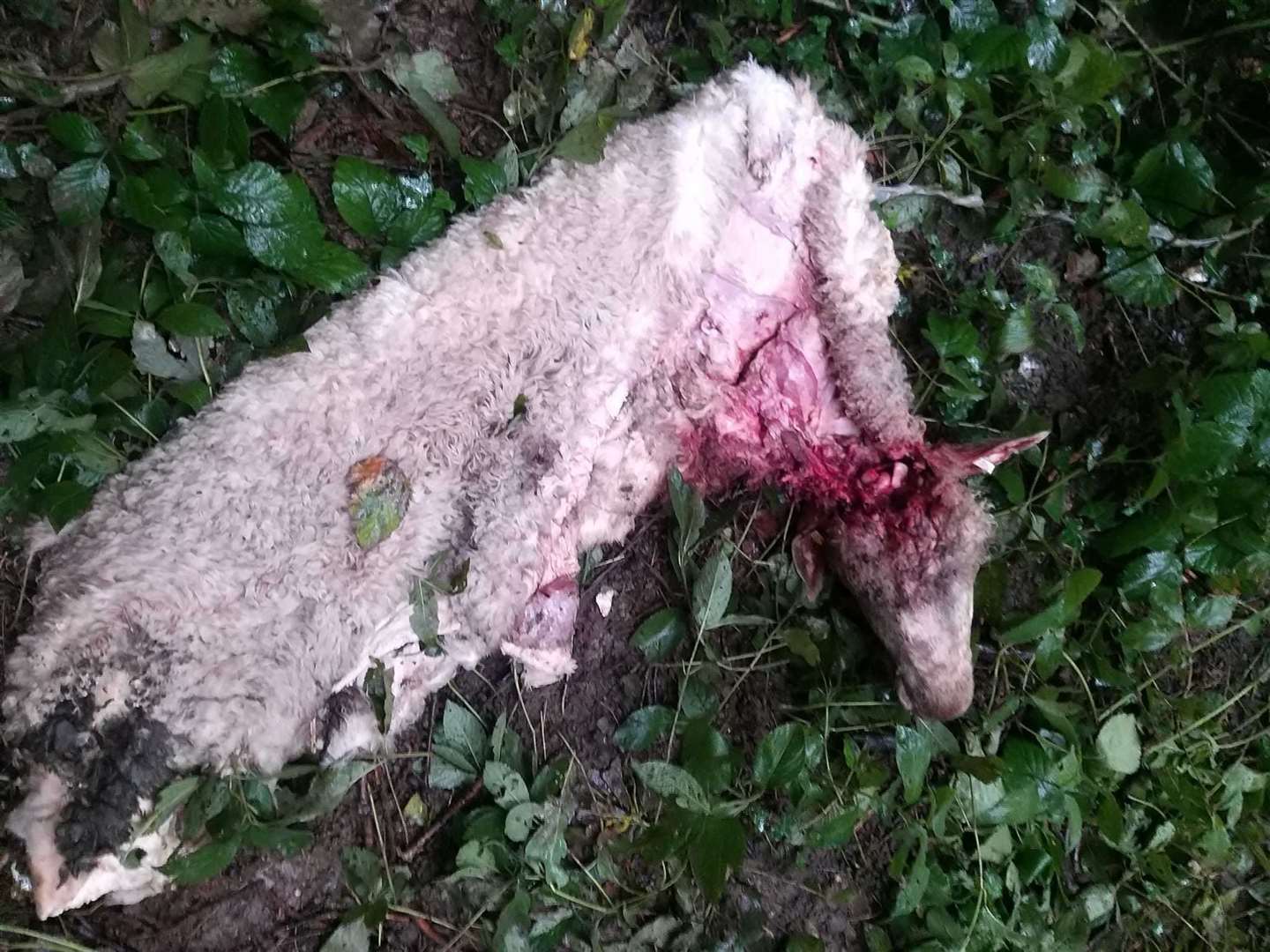 Sheep carcass found in a field in Doddington near Sittingbourne. All which was left was its fleece. Picture: Ellen Eagles