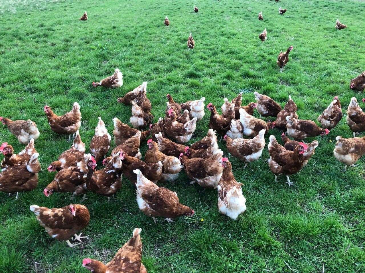 Chickens have been unable to be kept outside because of the outbreak