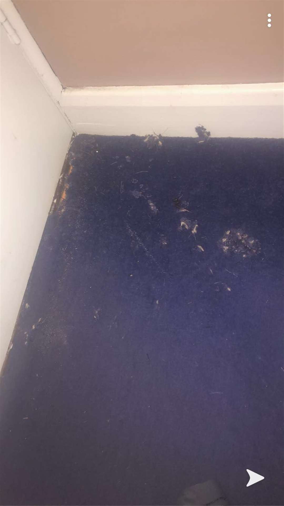 The rat has damaged carpets and clothes in the family home, forcing the woman to close off a bedroom