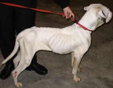 The dog weighed around nine stone at one time but now weighs about two